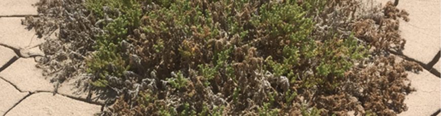 Descubren que las plantas rompen su epidermis para expulsar el exceso de sal y sobrevivir