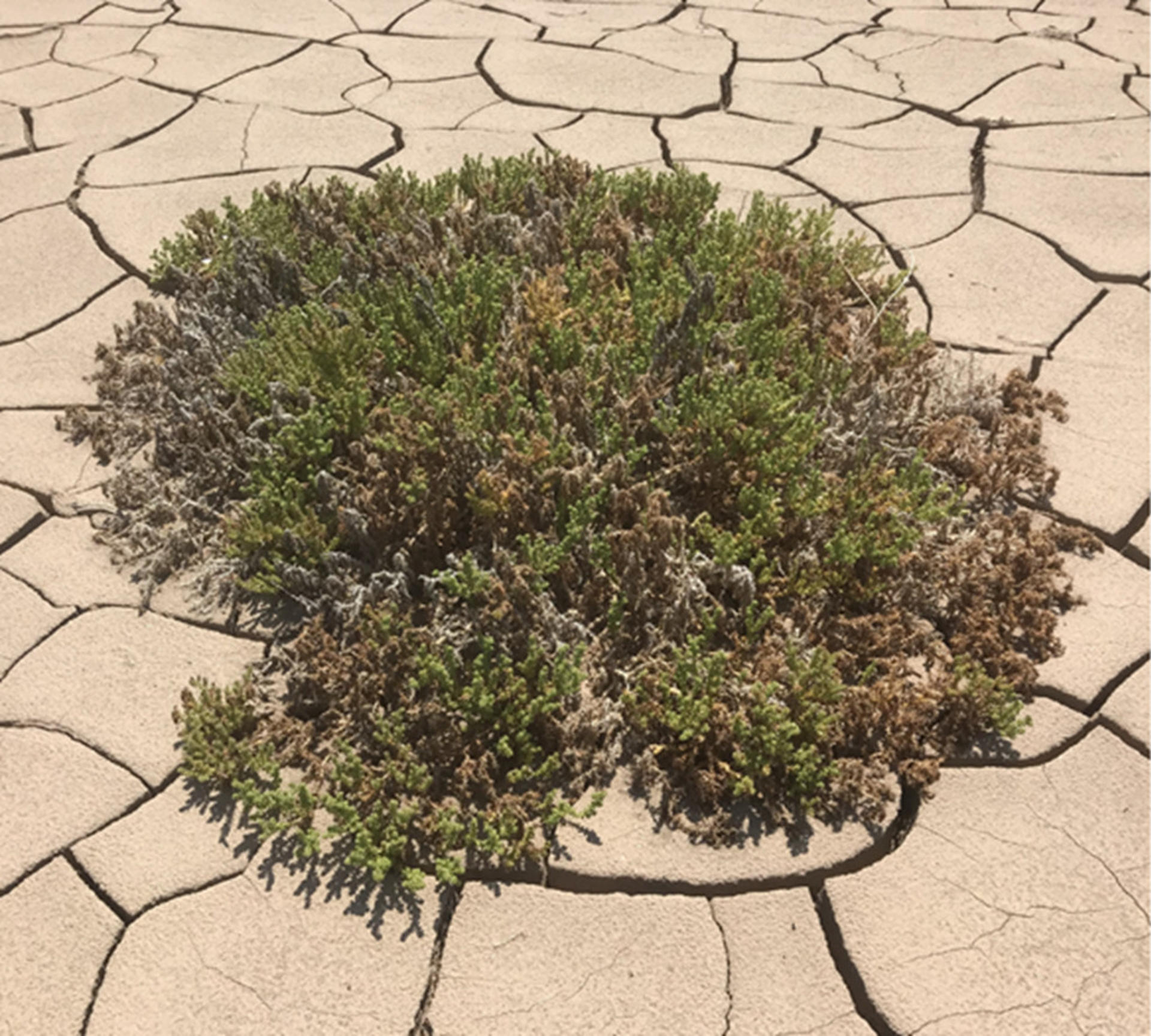 Descubren que las plantas rompen su epidermis para expulsar el exceso de sal y sobrevivir