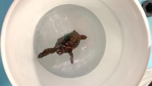 Las tortugas marinas se orientan en sus migraciones por su percepción del magnetismo