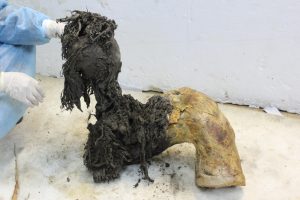 El ARN más antiguo del mundo, extraído de un mamut lanudo de 40.000 años