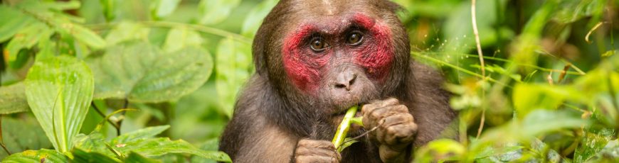 Los orangutanes poseen una ‘enciclopedia cultural’ para saber comer cuando se independizan