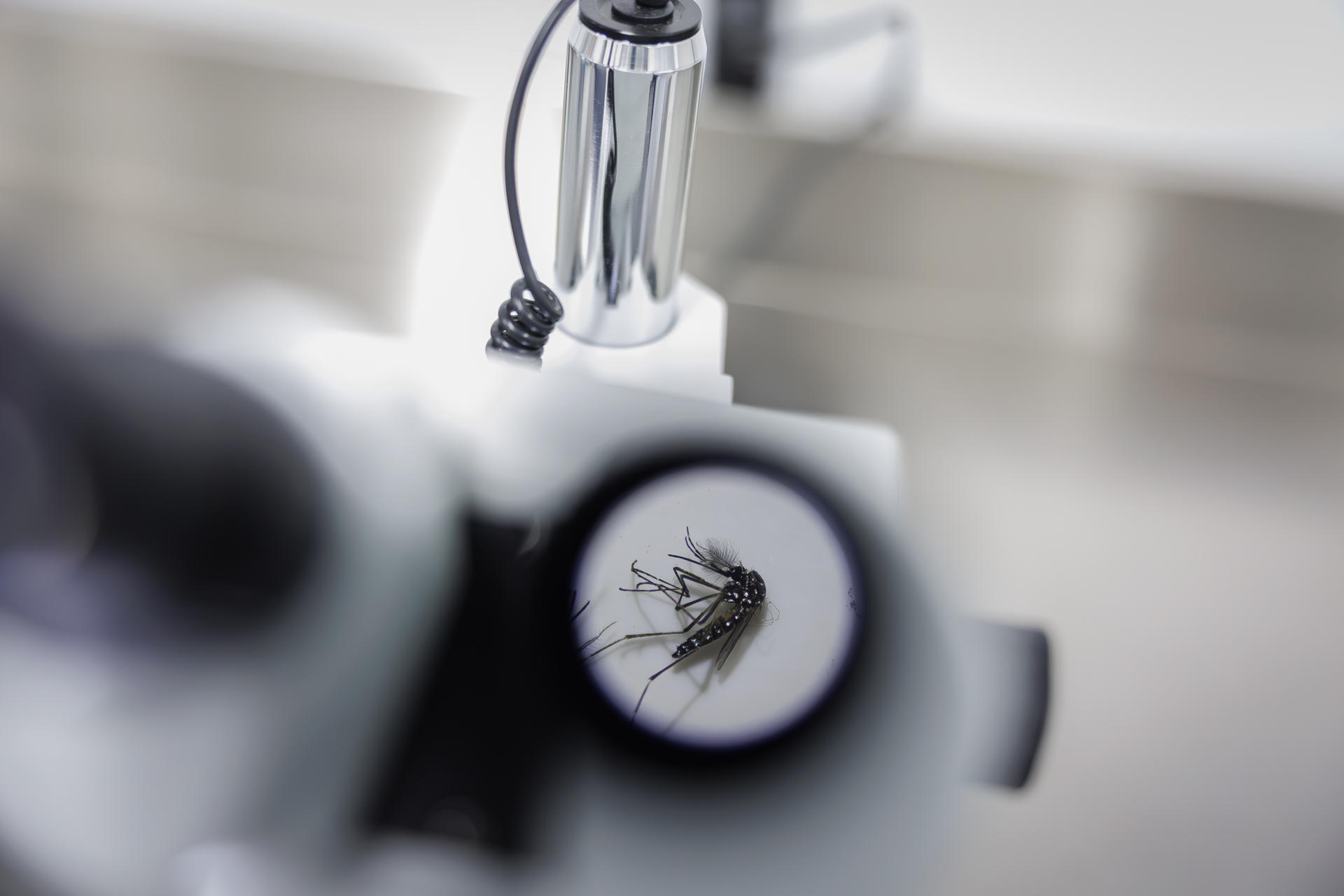 Brasil abre la mayor fábrica de mosquitos para prevenir el dengue