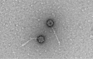 276-6-CIENCIA_Bacteriofagos_Captura de pantalla _ UV