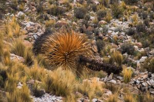 Bolivia da pasos para la conservación de la puya raimondii, la planta ´reina de los Andes’