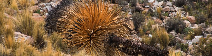 Bolivia da pasos para la conservación de la puya raimondii, la planta ´reina de los Andes’