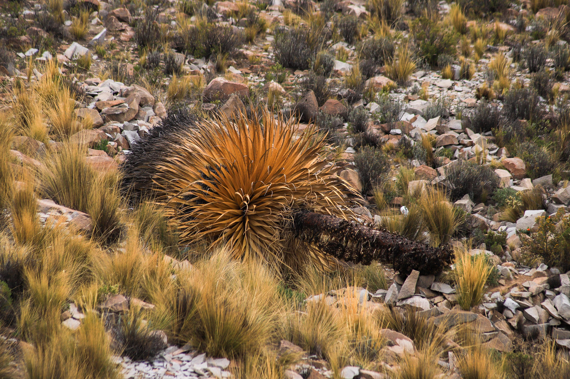 Bolivia da pasos para la conservación de la puya raimondii, la planta ´reina de los Andes’