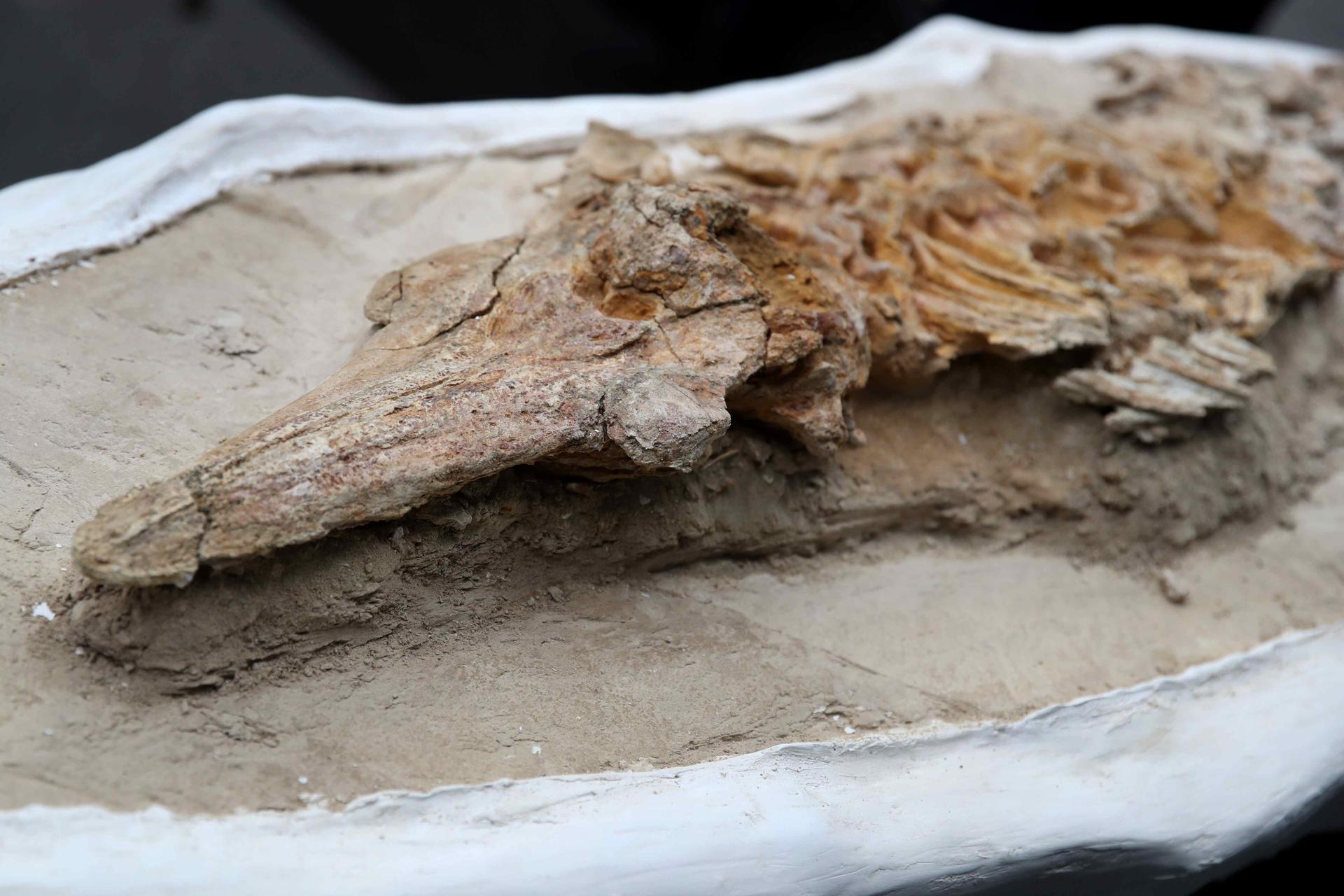 Hallan esqueleto casi completo de delfín en Ocuaje