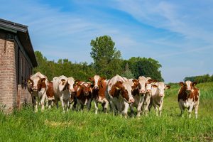 812-3-CIENCIA_ganaderia sostenible_