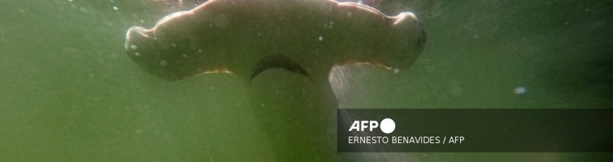 Convención internacional adopta protección para tiburones oceánicos de puntas blancas