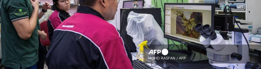 Científicos de Malasia reclutan chinches como detectives para esclarecer crímenes