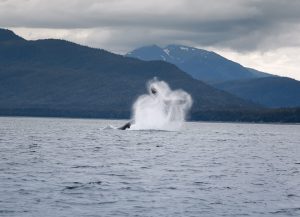 Breaching_Whale_Near_Juneau_original_580636 (1)