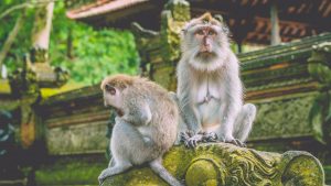 Sadly_Looking_Monkey_original_1795552 (2)