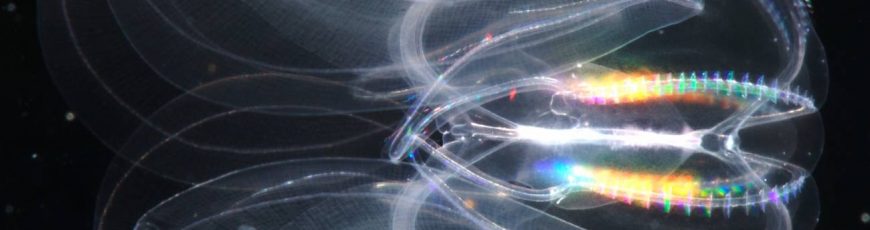 Una herramienta basada en IA es capaz de predecir funciones desconocidas de cualquier proteína