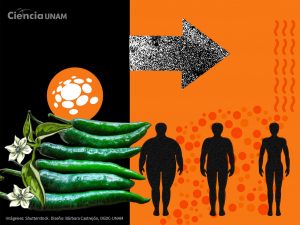 ar_capsaicinas_obesidad_01_17062025