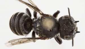 Descubren una nueva especie de abeja con «cuernos demoníacos» en el oeste de Australia