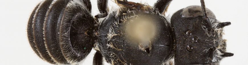 Descubren una nueva especie de abeja con «cuernos demoníacos» en el oeste de Australia