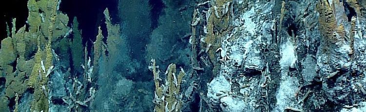 Constatan que los residuos de la minería en aguas profundas amenazan la vida marina