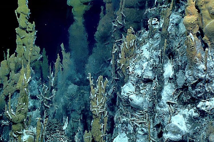 Constatan que los residuos de la minería en aguas profundas amenazan la vida marina