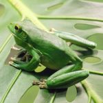 Descubren en el sur de China una nueva especie de rana bautizada en honor al kung fu