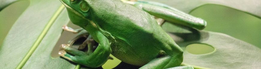 Descubren en el sur de China una nueva especie de rana bautizada en honor al kung fu