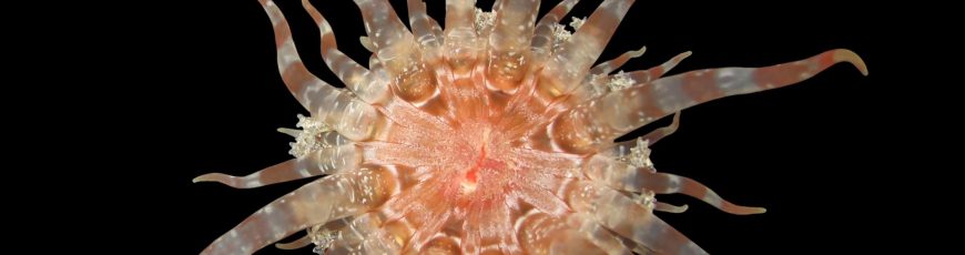 Científicos del Museo Americano de Historia Natural descubren 70 nuevas especies en 2025