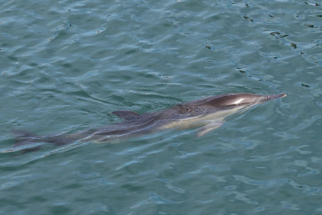 En la imagen de archivo, un delfín nadando. EFE/ J.L.Cereijido