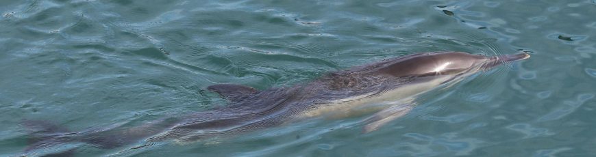 Alertan sobre el riesgo de transmisión de la gripe aviar altamente patógena a cetáceos