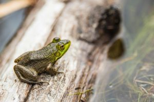 818-1-CIENCIA_anfibios_