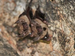 819-3-CIENCIA_Murcielago europa_