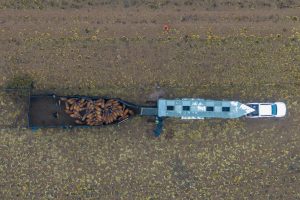 El mamífero guanaco regresa a provincia del chaco argentino tras 110 años de ausencia