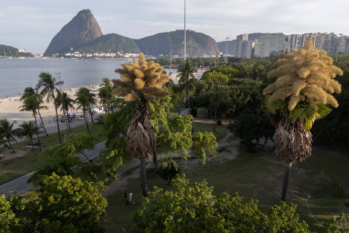Espectáculo botánico en Rio: palmeras florecen por única vez antes de morir