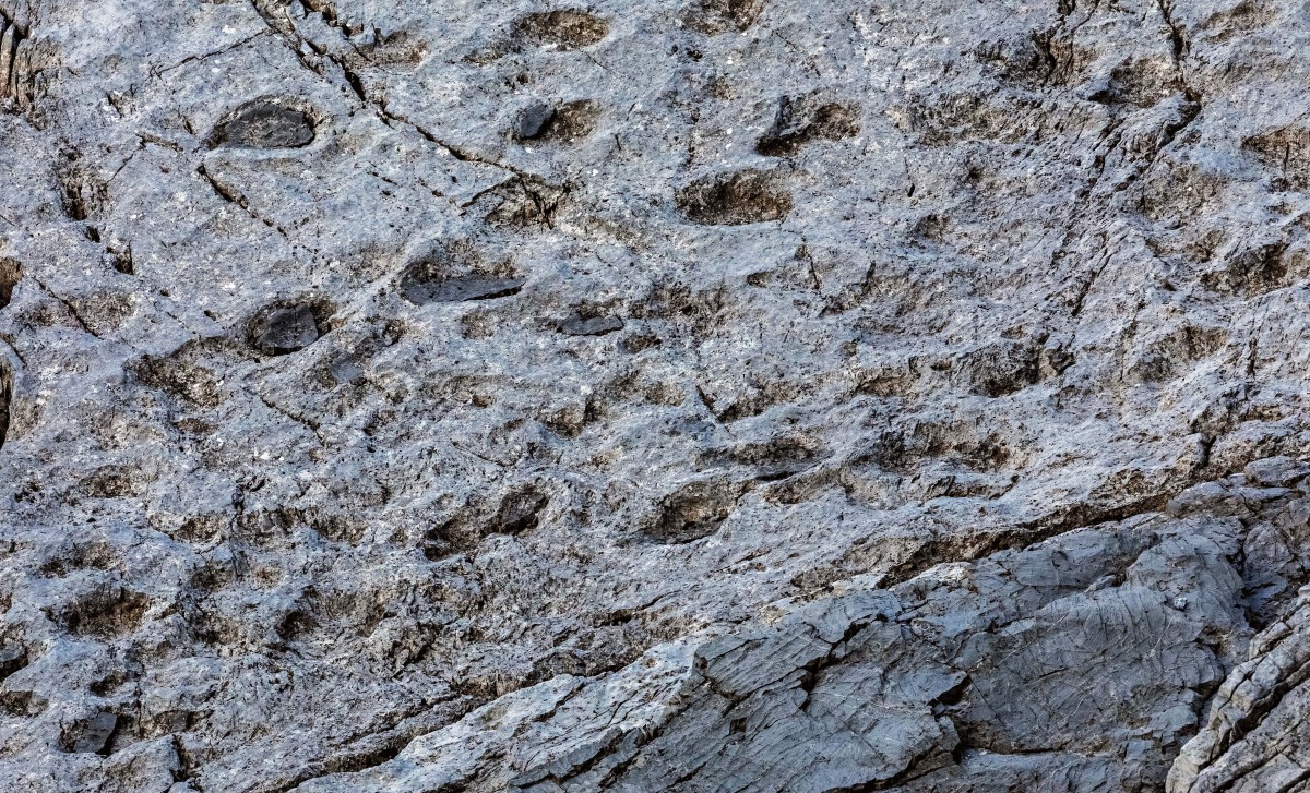 Hallan una inmensa colección de huellas de dinosaurio en Italia
