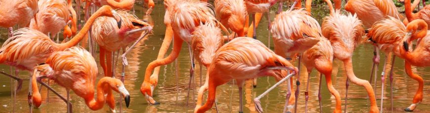 Censo determina estabilidad en la población de flamingos en el archipiélago de Galápagos