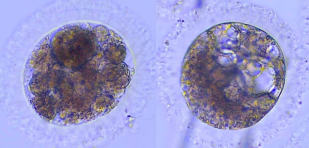 Embriones de lince ibérico producidos in vitro. / UCM y CSIC