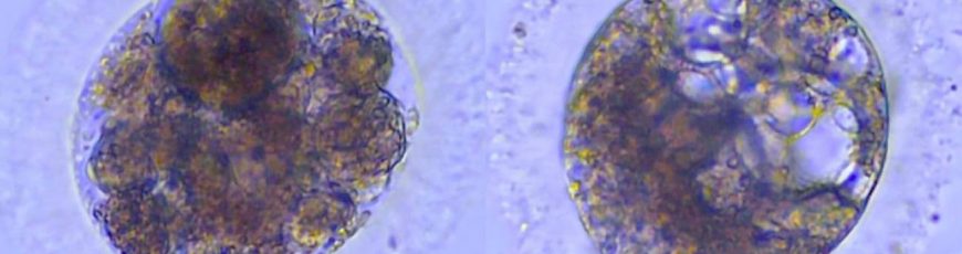 Logran producir por primera vez embriones de lince ibérico en el laboratorio