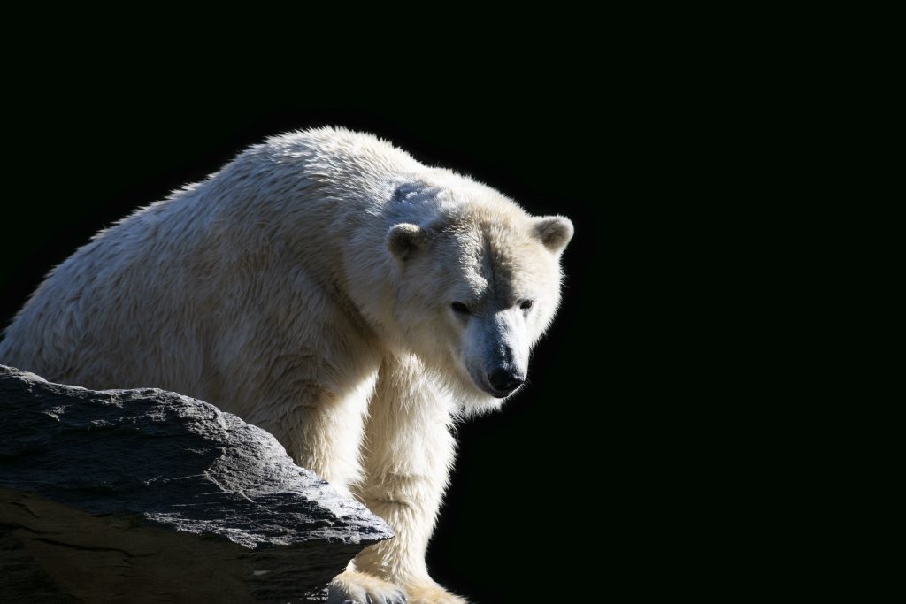 Imagen: Motion Array Polar_Bear_On_The_Rocks_original_817808 (2)