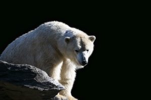 Imagen: Motion Array Polar_Bear_On_The_Rocks_original_817808 (2)