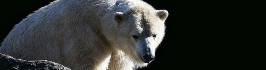 Investigadores en Canadá observan una rara adopción de un oso polar