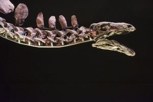 Skeleton_Of_A_Dinosaur_original_333300 (1) Imagen: Motion Array(1)