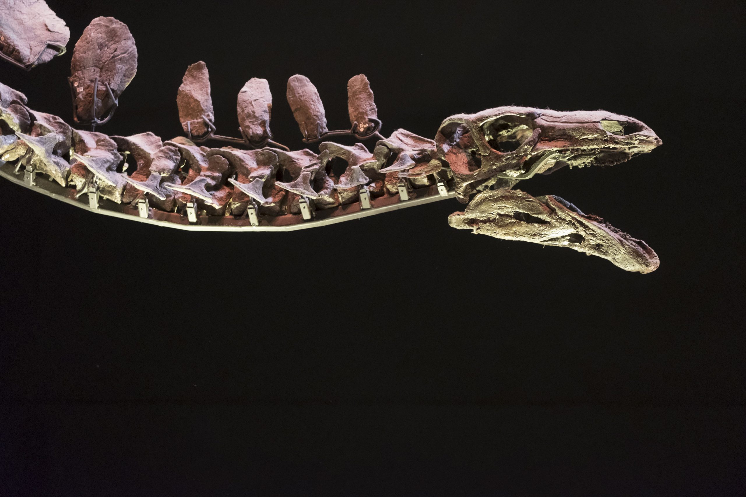 Científicos descubren en Colombia fósiles de tres reptiles marinos del periodo cretácico