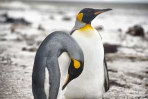 Two_King_Penguins_original_981765 (1)