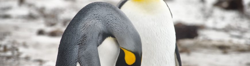 Documentan muerte masiva de pingüinos en Sudáfrica