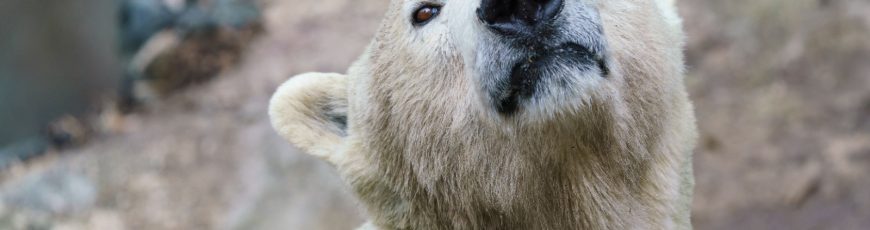 El oso polar está cambiando su ADN para sobrevivir