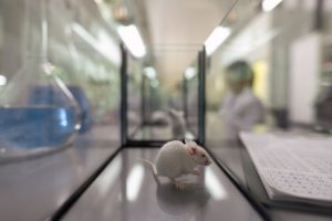 White_White_Mouse_Inside_A_Glass_Container_In_A_Laboratory_original_2809164  Imagen: Motion ArrayMouse_Inside_A_Glass_Container_In_A_Laboratory_original_2809164 (1)