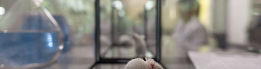 Un tratamiento con ARNm rejuvenece temporalmente las defensas en ratones envejecidos