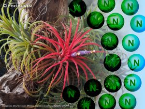 ar_biomonitoresambientales_16092025