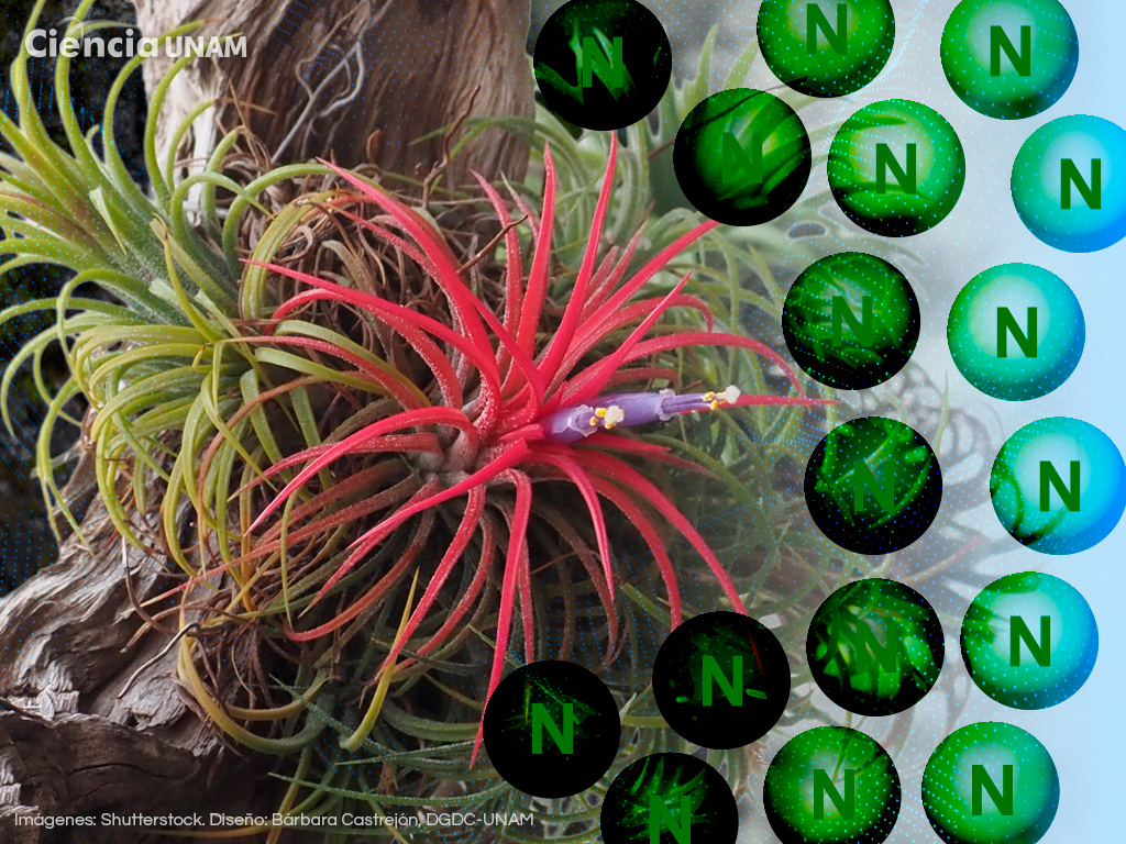 Biomonitores ambientales: las plantas que ayudan a evaluar la calidad del aire