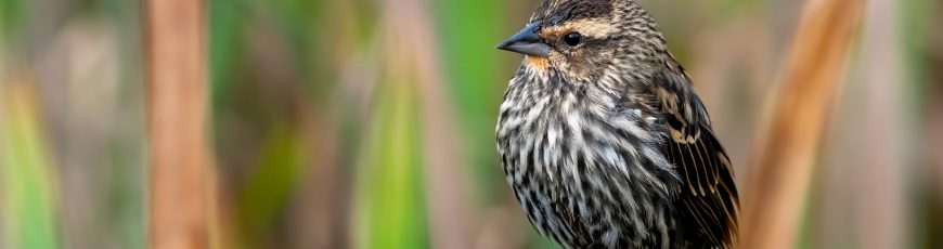 Pausa humana en la pandemia transformó el pico de estas aves