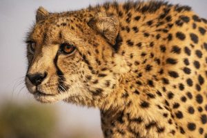 primer-plano-de-un-leopardo-en-sudafrica (1)