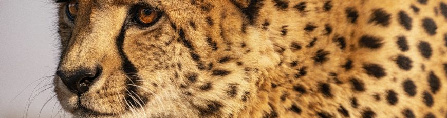 Un banco de semen de guepardos podría evitar la extinción del animal terrestre más veloz del mundo